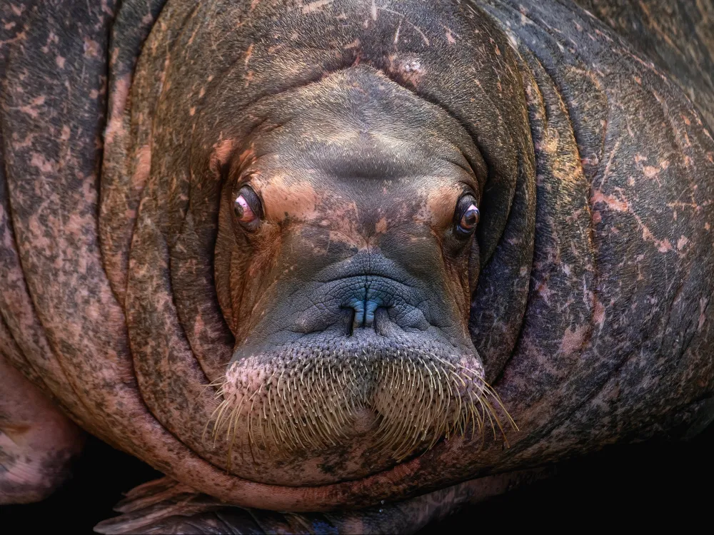 Walruses can weigh up to 1.5 tonnes. They use their sensitive whiskers to search for food on the seabed. They are also surprisingly intelligent animals that can learn complex tricks, solve problems and have a long memory.