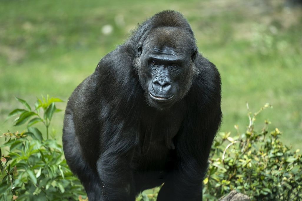 Gorillas