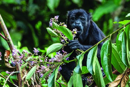 A black monkey sits on a tree branch, looking at the camera and eating flowers