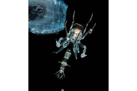 Because Cystisoma live far from shore, scientists have just begun to study them in their natural habitat.