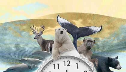 This 'Clock' Could Warn of Hidden Stresses to Animals, Offering a Long-Sought Signal That a Population Is Nearing Collapse