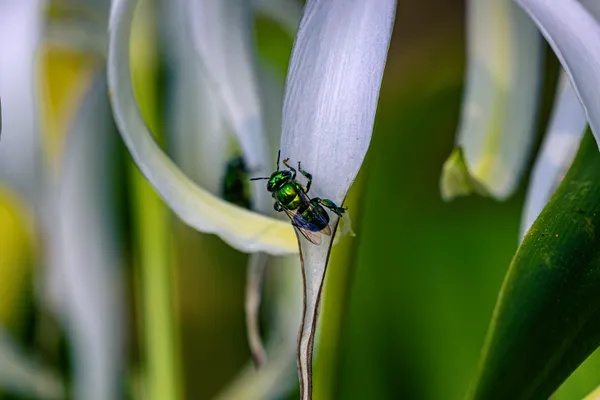 Orchid Green Bee thumbnail