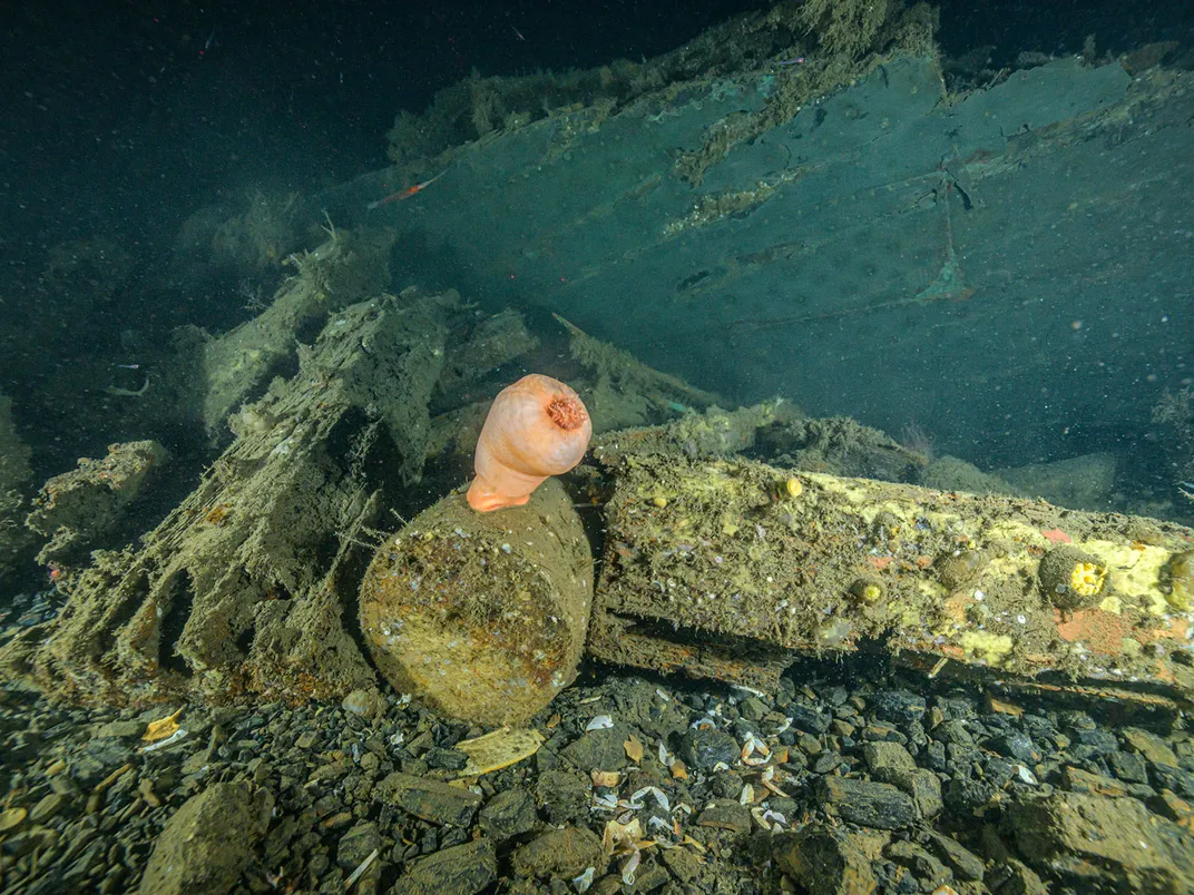 Stellwagen Collier Shipwreck and Sea Life