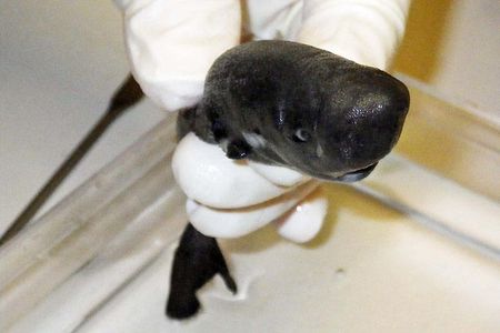 The newly identified American Pocket Shark was first discovered in the Gulf of Mexico in 2010.  