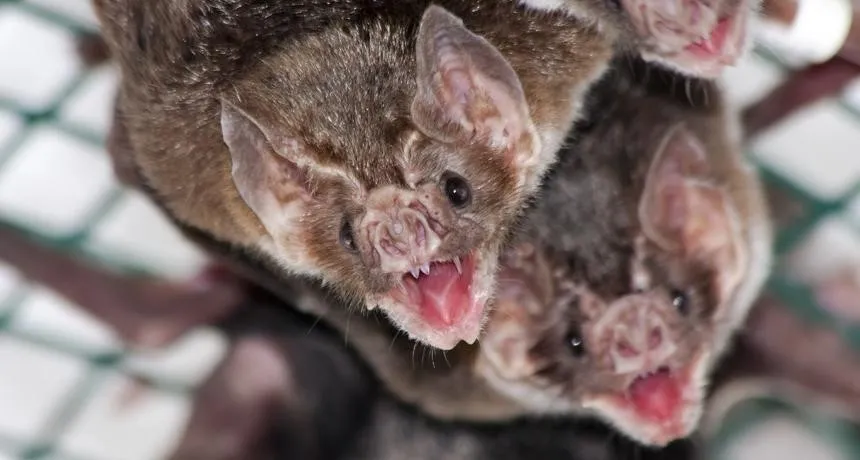 Bats hanging upside down.