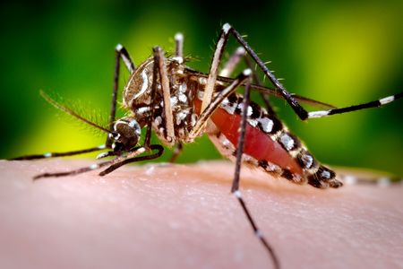 A female mosquito in the process of feeding on a human host.