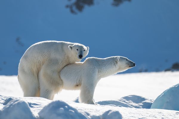 Polar bears mating thumbnail