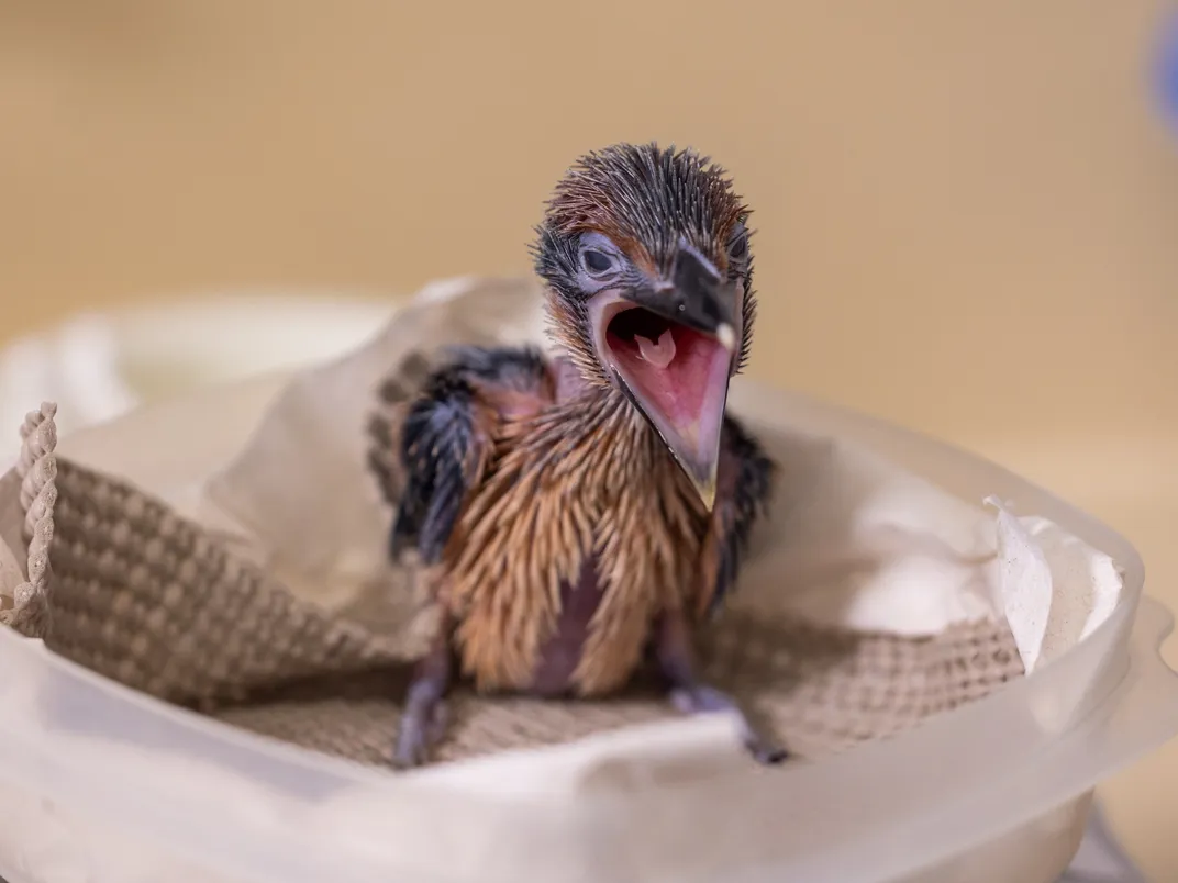 a sihek chick holds its beak open wide