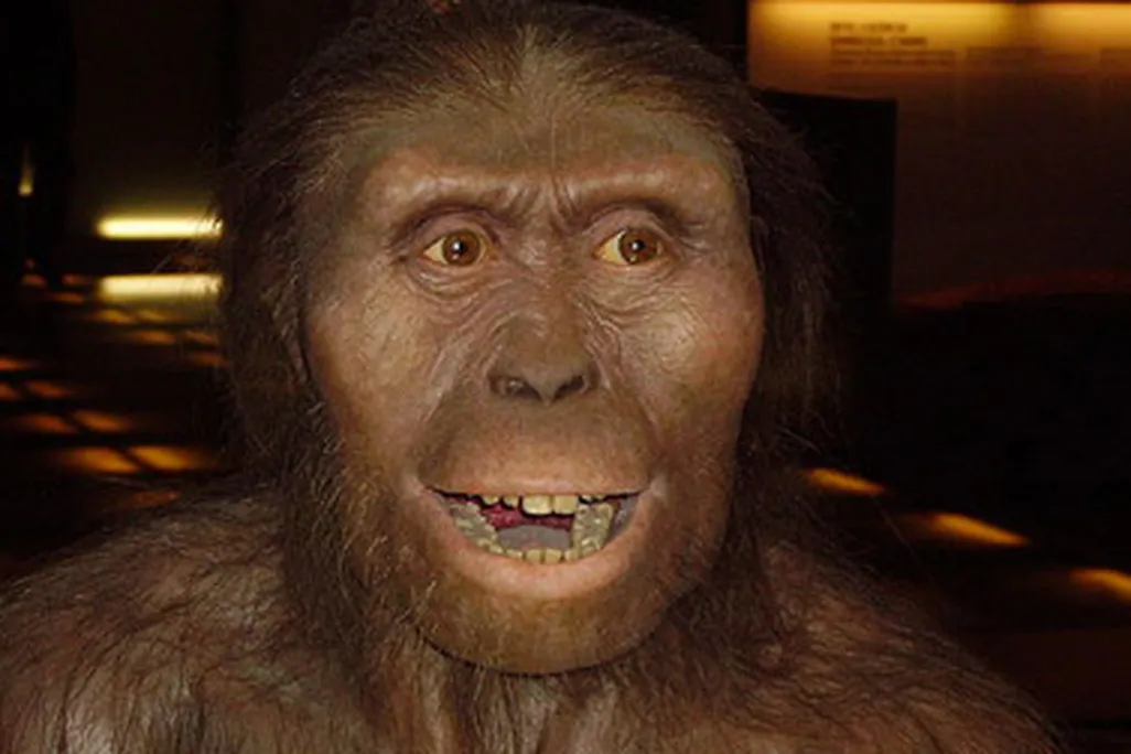 Australopithecus afarensis