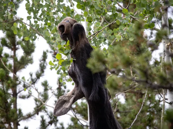 Moose Munch thumbnail