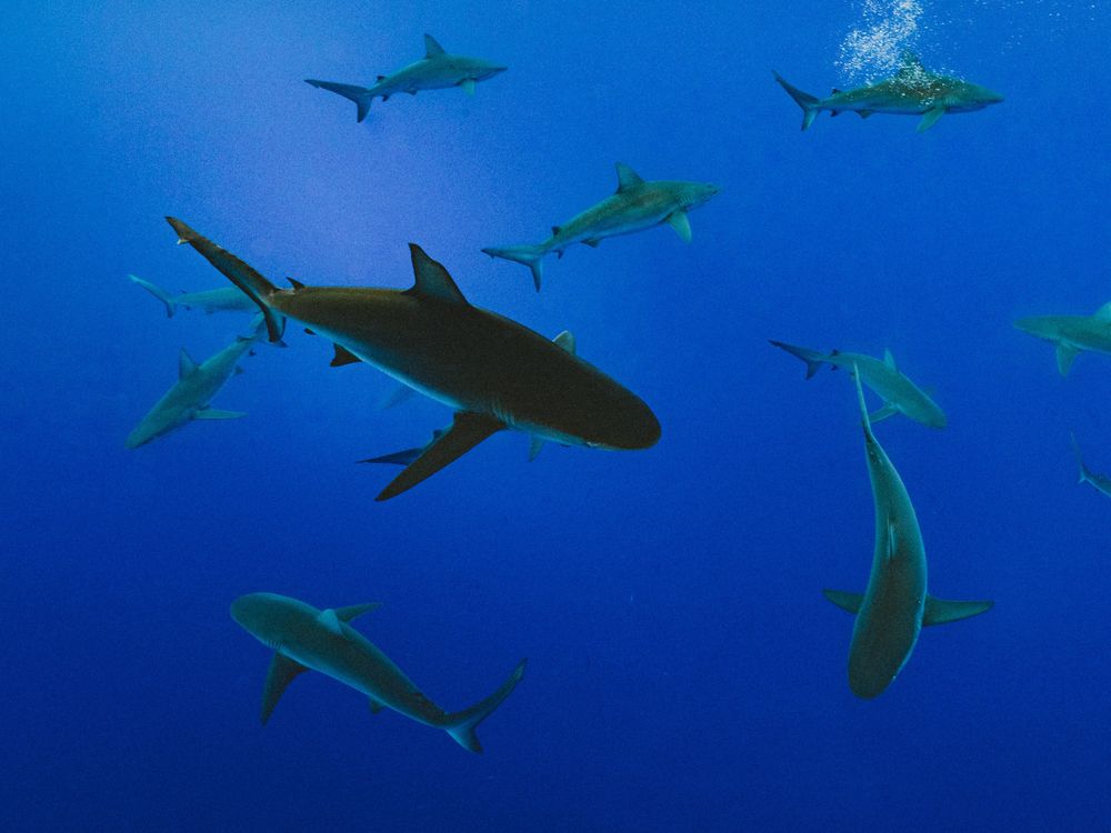 A shiver, or group, of 13 sharks swims in the open ocean. The water is clear and bright blue, and the sharks 