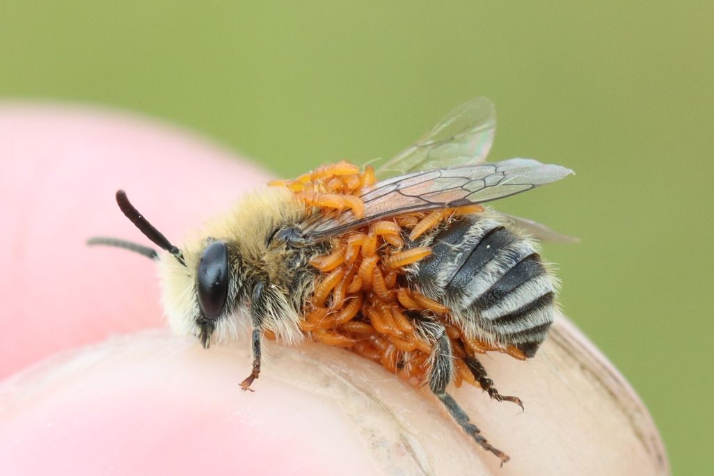 larvas de escarabajo naranja que cubren la sección media de una abeja