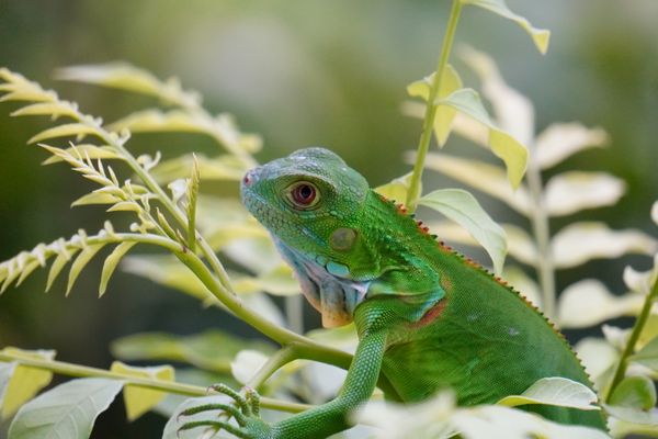 Beautiful Green Iguana thumbnail