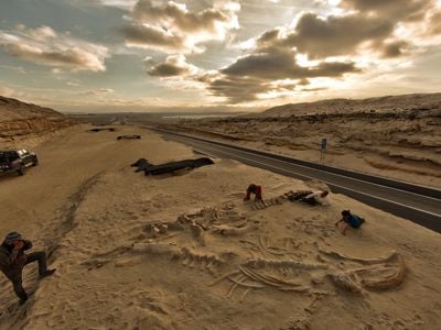Fossil whale skeletons, evidence of an ancient mass stranding of the animals, discovered during the building of the Pan-American Highway in the Atacama Region of Chile in 2011.