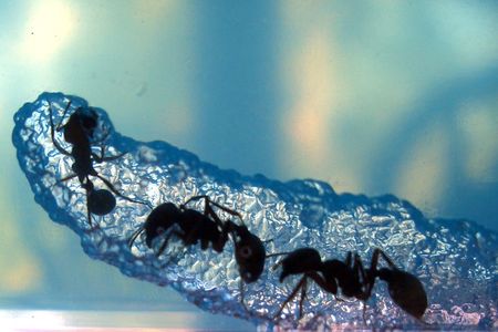 Ants tunneling through a formicarium