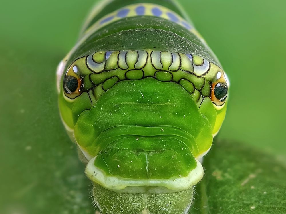 The False Eye | Smithsonian Photo Contest | Smithsonian Magazine