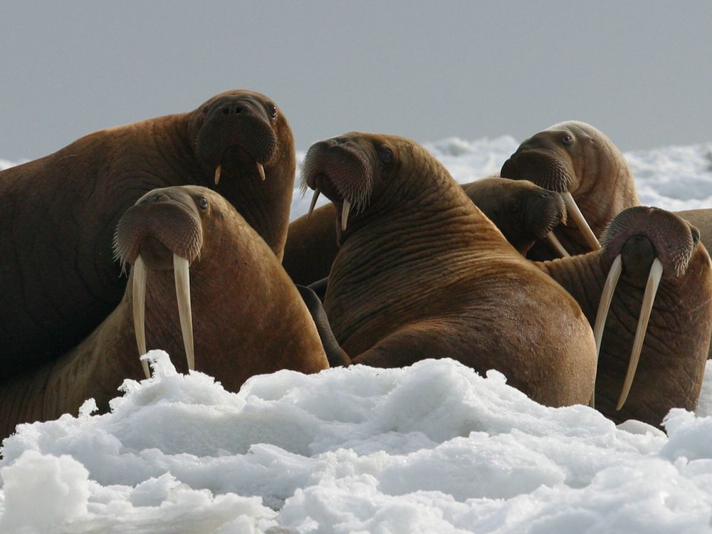 walrus on ice