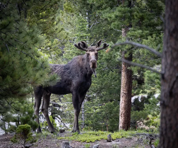 Startled to Attention thumbnail