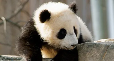 taishan_7mos_388.jpg