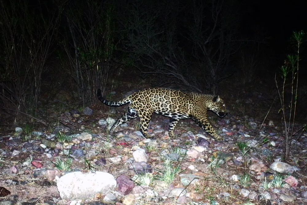 a jaguar walks through sparse vegetation at night, illuminated by a camera flash