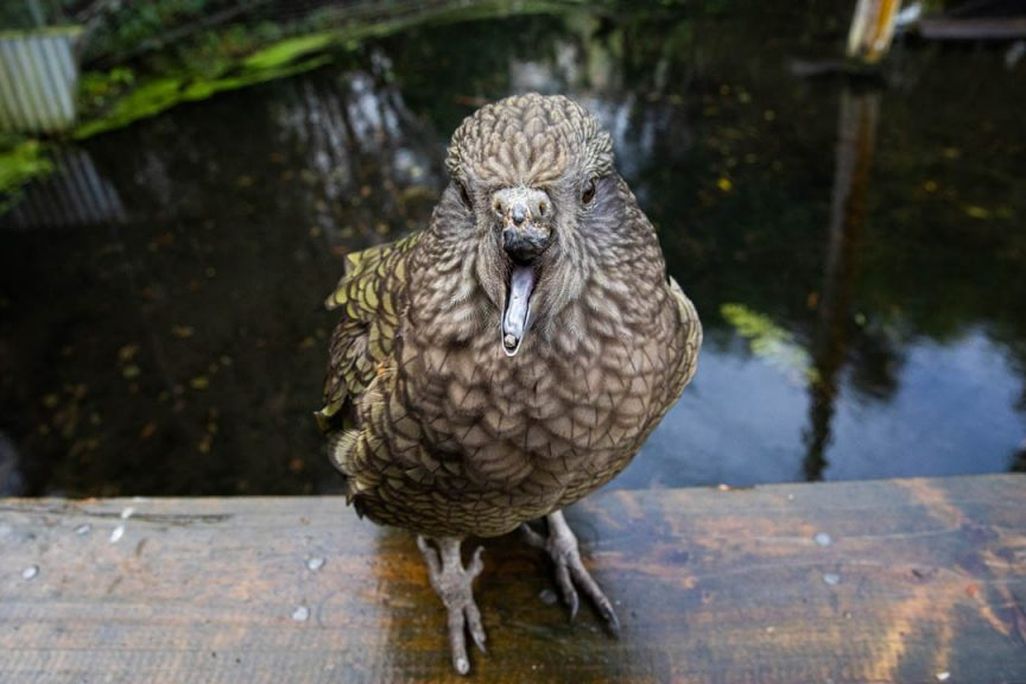 Bruce the kea parrot without the top portion of his beak