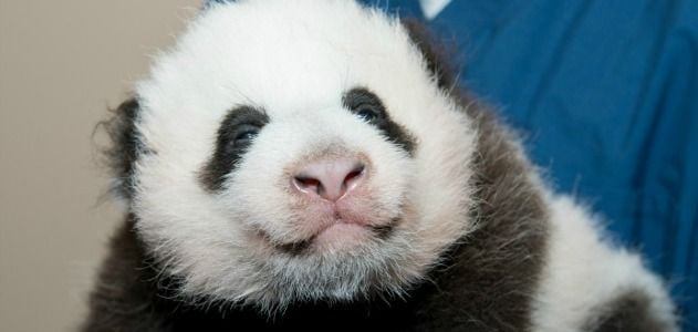 Panda-cub-new-1-631.jpg