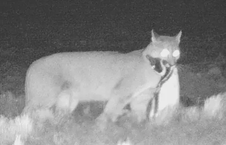 An adult female puma and her offspring killed thousands of penguins in just a few seasons in Monte León National Park. Esteban Frere