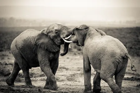 Any faithful recreation of elephant ivory must be hard, strong and tough—three qualities that are difficult to engineer in any one material.