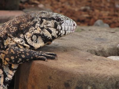 Black-and-white tegus are more resistant to cold than most reptiles because they can raise their body temperature about 50 degrees Fahrenheit above that of the environment 
