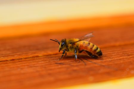 At least 800,000 bees were stolen from several properties in far north Queensland, Australia. The theft coincides with the recent spread of a bee-killing parasite throughout the region.&nbsp;