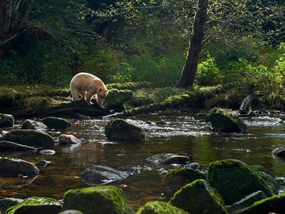 A kermode bear, also known as a spirit bear, explores a stream in the depths of British Columbia, Canada's Great Bear Rainforest. 
