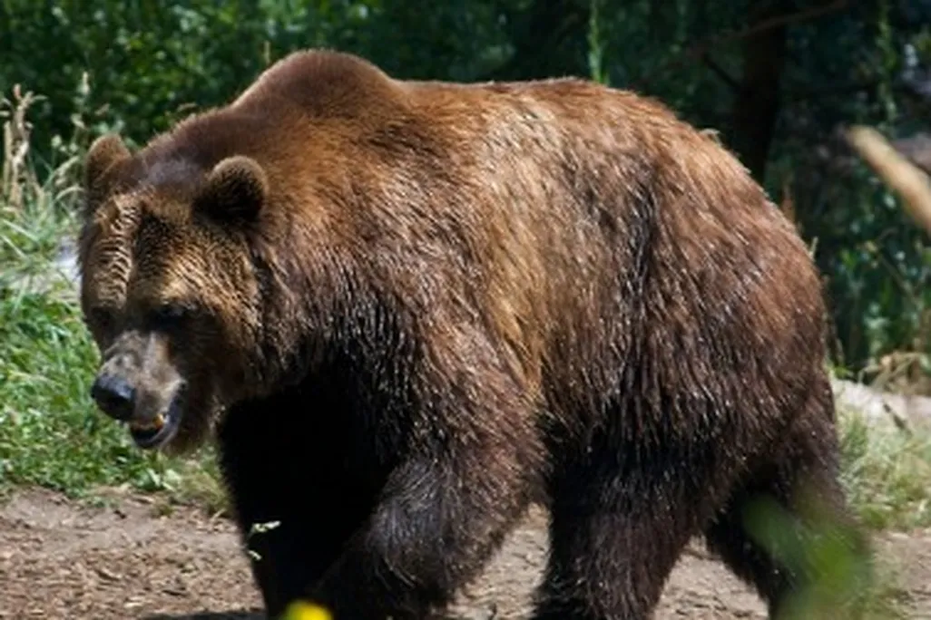 brown bear