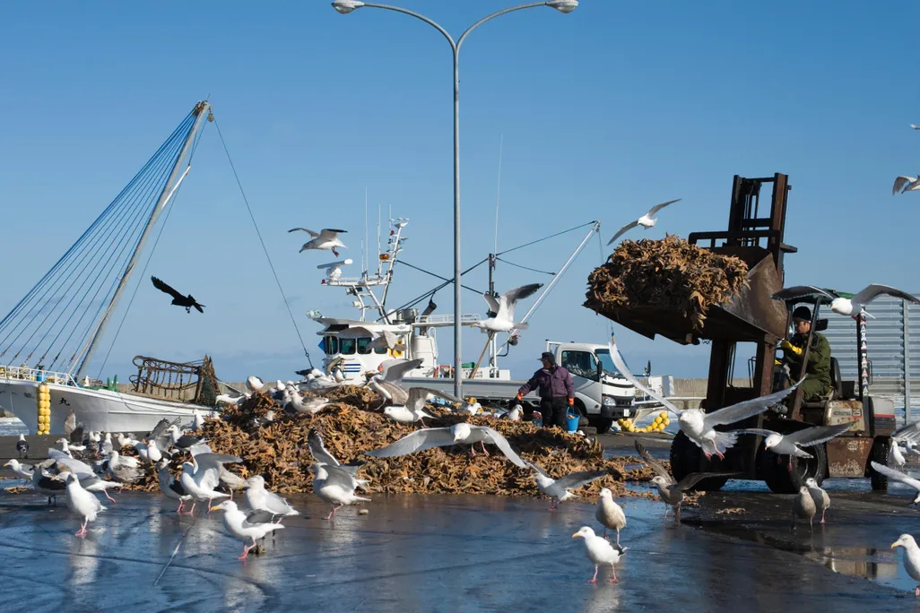 Gulls feeding on dead starfish dumped on quay from fishing trawlers in Hokkaido, Japan