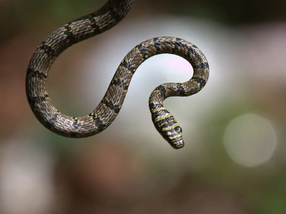 Sri Lankan Flying Snake