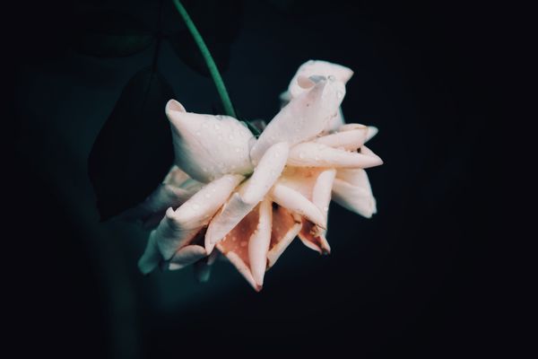A pink rose drenched in the rain thumbnail