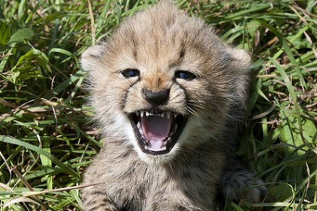 One of Amani's five cubs at seven weeks age