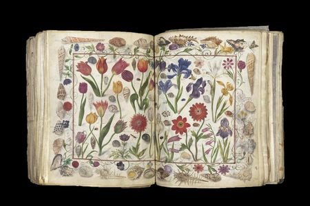 The Große Stammbuch contains 100 illustrations dated to between 1596 and 1647. This two-page spread depicts flowers, insects and shells. 