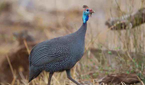 Scientists at the Smithsonian’s National Museum of Natural History sequenced the genomes of 363 bird species in 2020. (Brian Schmidt, Smithsonian)
