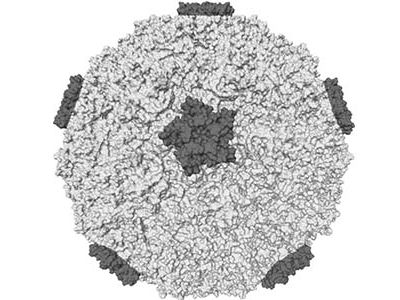A rhinovirus