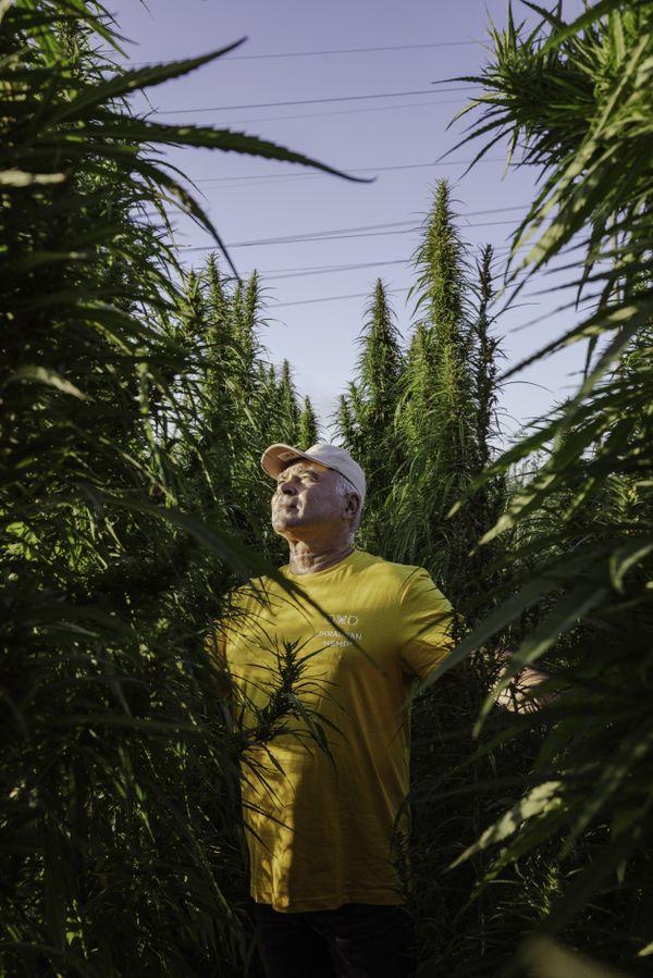 A man stands in a field of high growing industrial hemp plants in Ukraine thumbnail