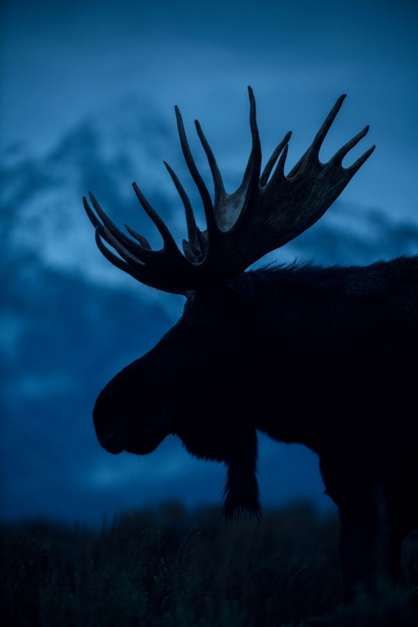 A Portrait of a Moose at Blue Hour thumbnail