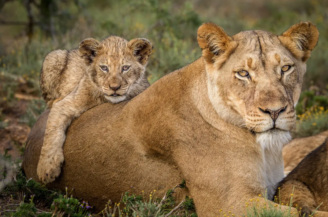 Lioness and cub in South Africa