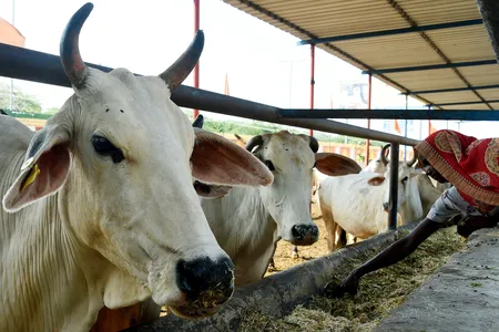 Cows are considered sacred in Hinduism.