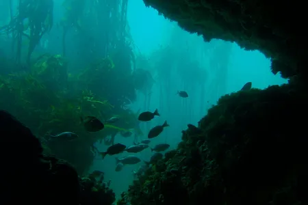 Kelp cultivated in underwater forests could help curb climate change, both because of the carbon these forests capture and because products made from kelp can reduce carbon emissions.