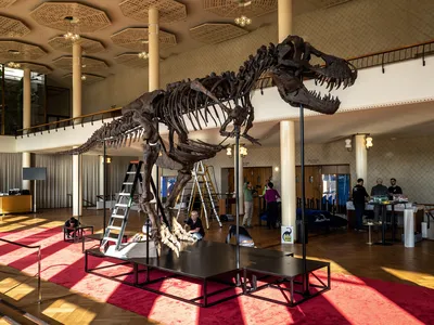 The T. Rex skeleton, named Trinity, in a photograph taken March 28. The skeleton&#39;s 293 bones come from three different specimens.