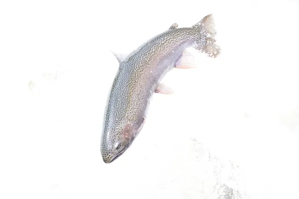 Rainbow trout leap thumbnail