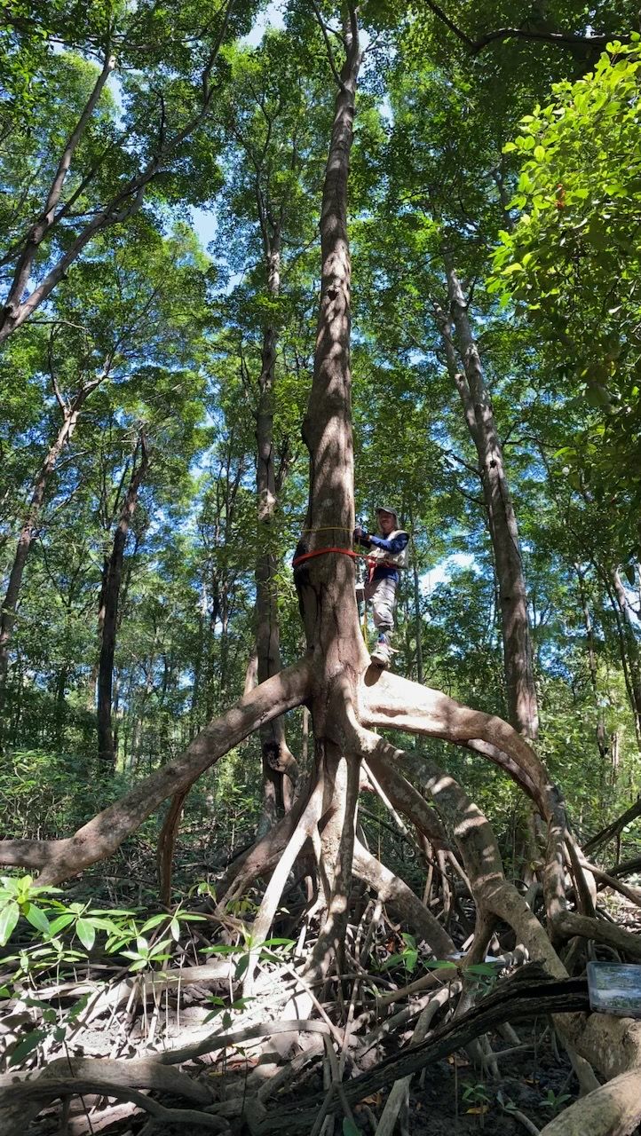 Andre Rovai climbing mangrove