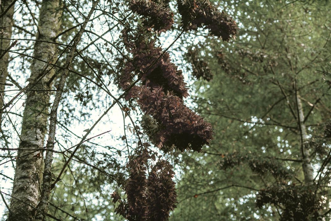 Monarchs cluster