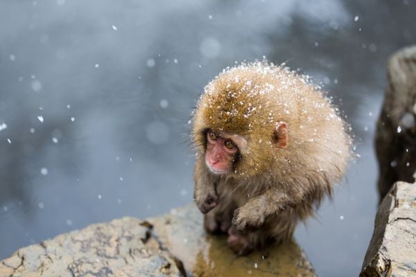 A Little Monkey on the Cliff thumbnail