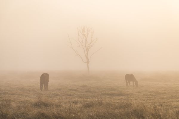 Mystical Morning with Horses, Southeast Queensland thumbnail